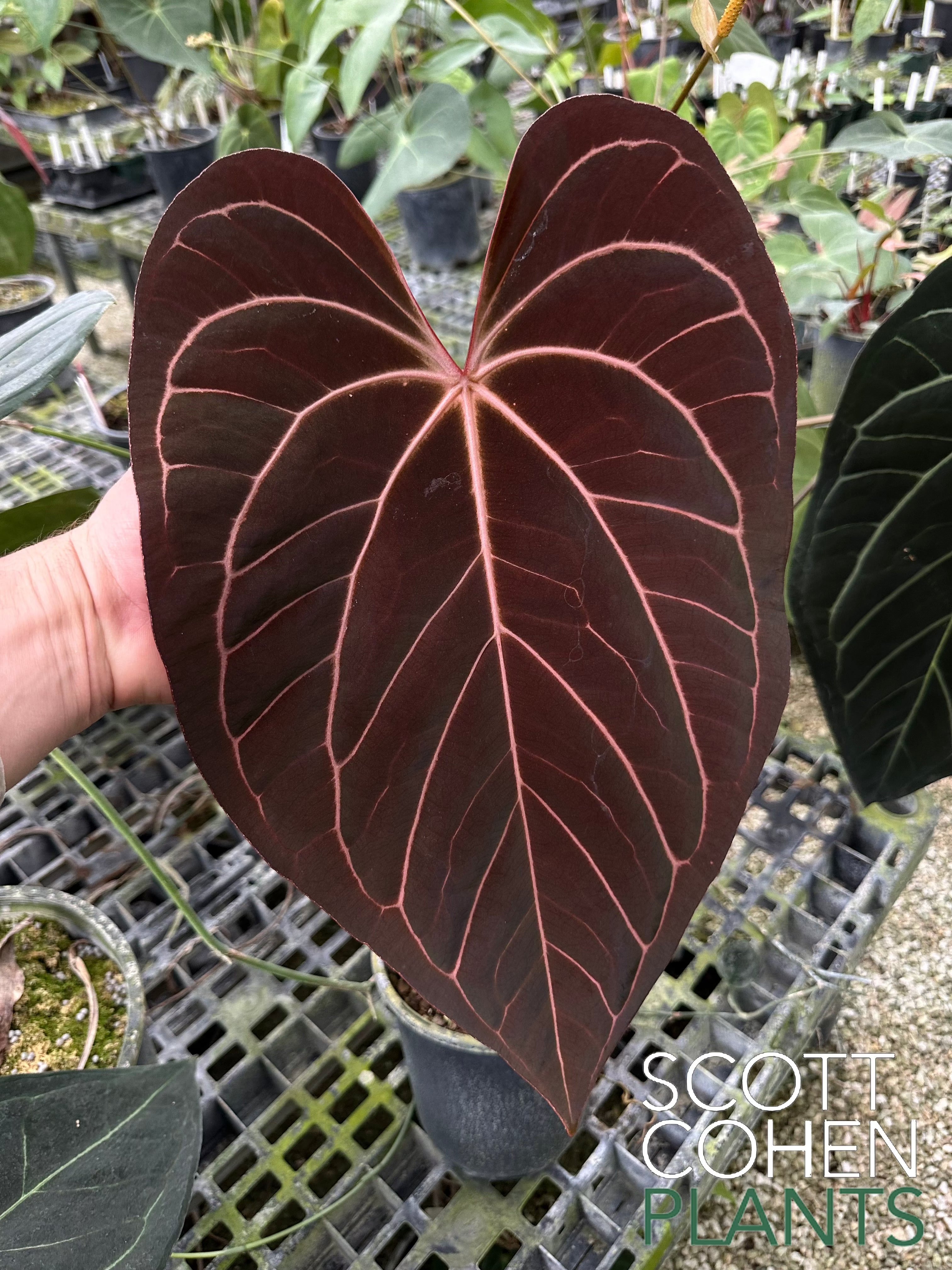 Anthurium Carlablackiae x ace of spades – Scott Cohen Plants Anthurium Carlablackiae x ace of spades – Scott Cohen Plants
