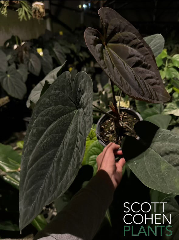 anthurium dressleri for sale Anthurium Ace of Spades x Dressleri
