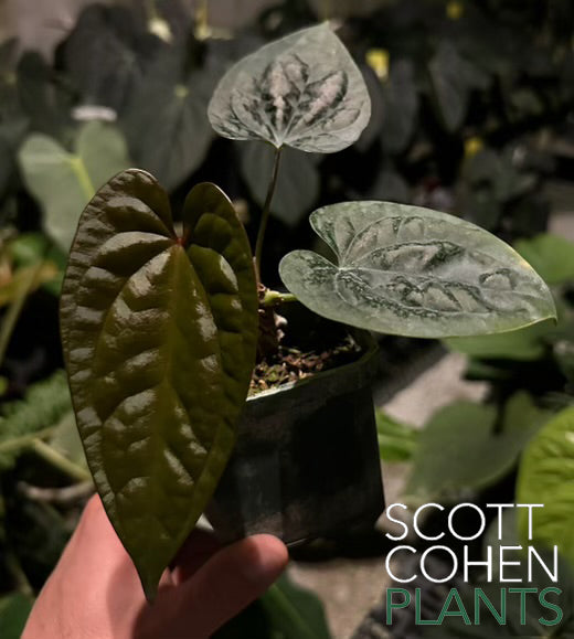 Anthurium Ace of Spades x Luxurians