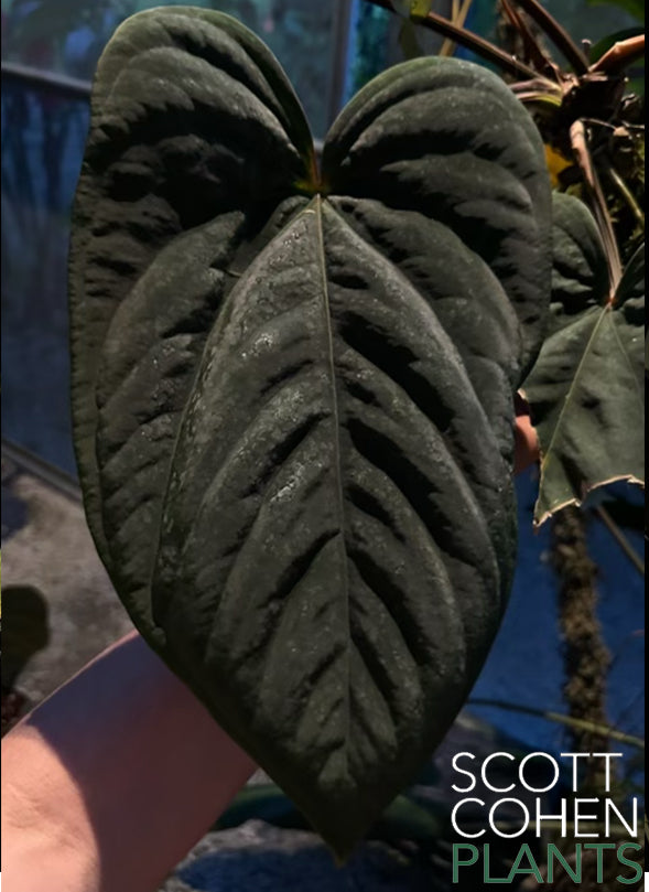 anthurium dressleri for sale Anthurium Dressleri Eastern Form