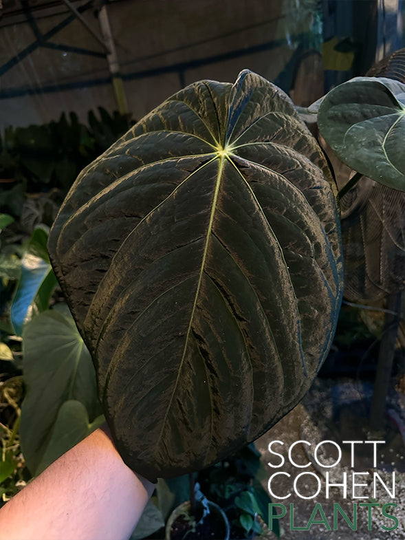 anthurium kunayalense Anthurium Kunayalense x Carlablackiae - Rare Hybrid
