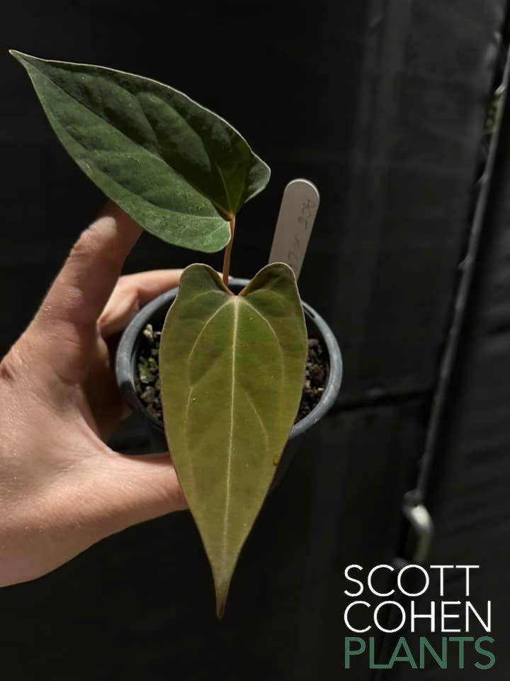 anthurium circus peanuts Anthurium Ace of Spades x Circus Peanuts - Rare Hybrid