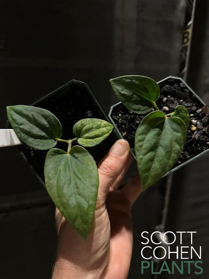 anthurium premium Anthurium Kunayalense Selective Breeding - Premium Genetics