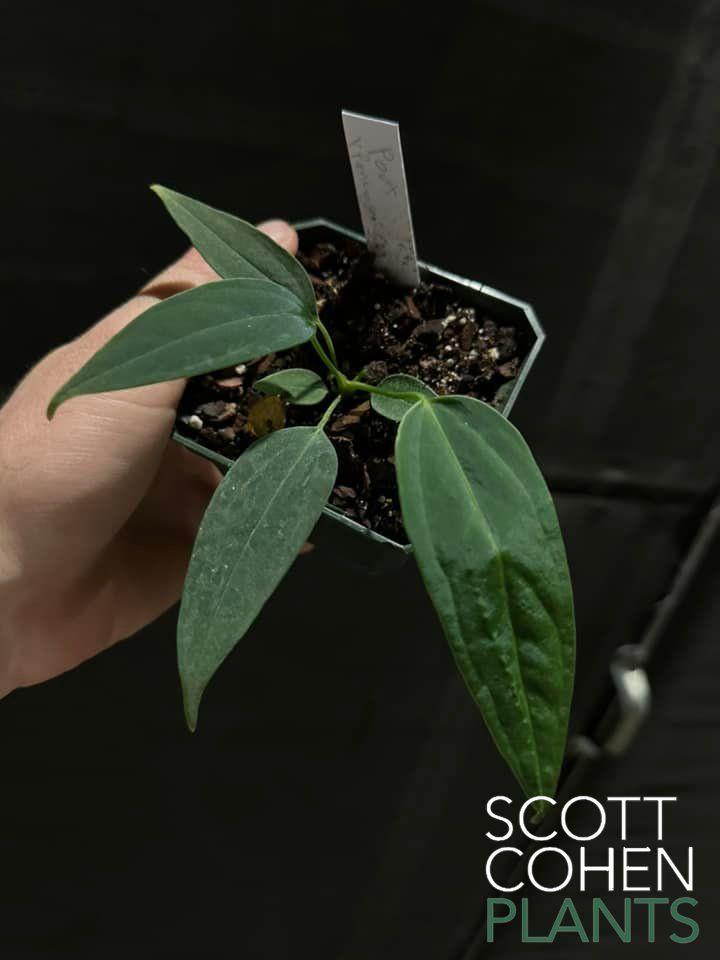 anthurium pandola us Anthurium Portillae x Panamense - Rare Hybrid Aroid