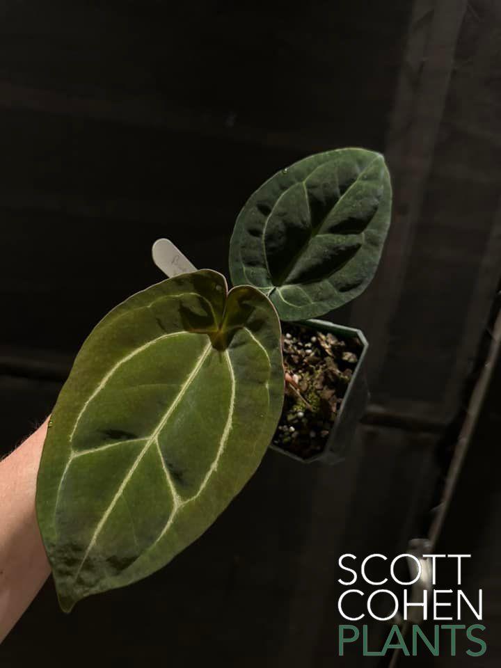 Anthurium Bvep x Dorayaki X Carlablackiae