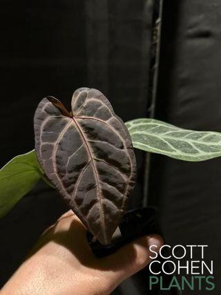 anthurium wonderboy Anthurium Red Crystal Mag x Pink Wonderboy - Rare Hybrid
