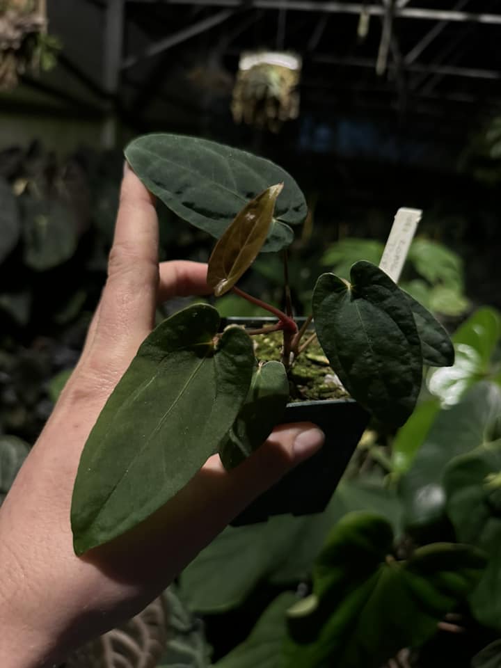 anthurium dorito Anthurium Papillilaminum Long Leaf x Dorito Portillae - Rare Hybrid