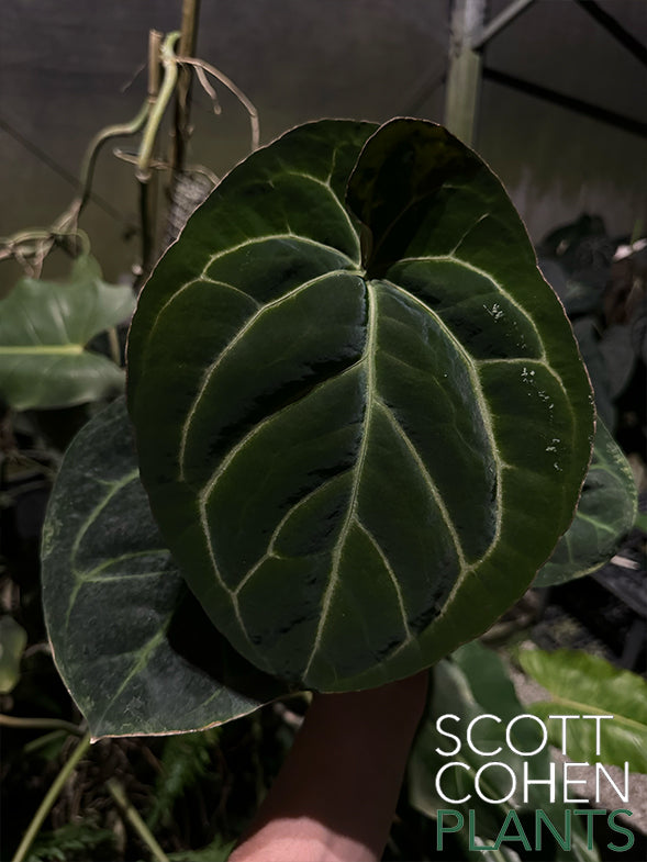dorayaki anthurium Anthurium Bvep x Dorayaki X Carlablackiae