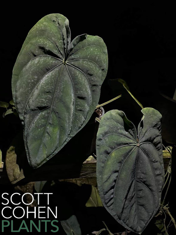 anthurium in randalls Anthurium Dressleri RA - Rare Collector Aroid