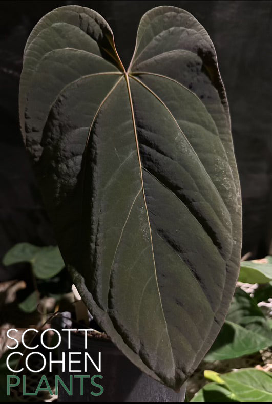 anthurium dressleri x Anthurium Dressleri x Portillae