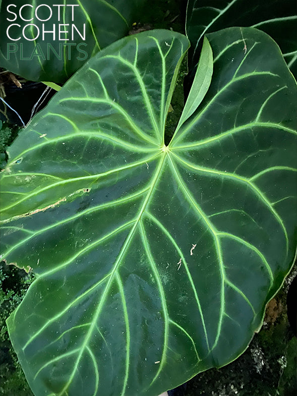 magnificum anthurium Anthurium Magnificum Norte