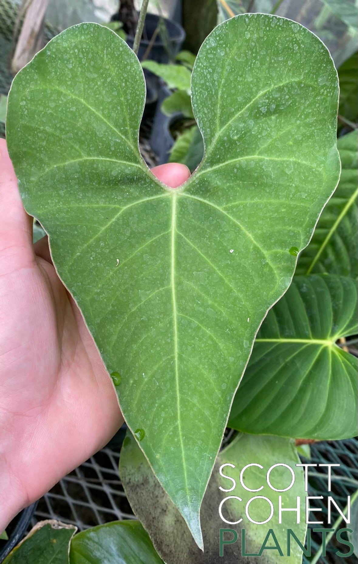 anthurium rionegrense Anthurium Rionegrence - Rare Species Aroid