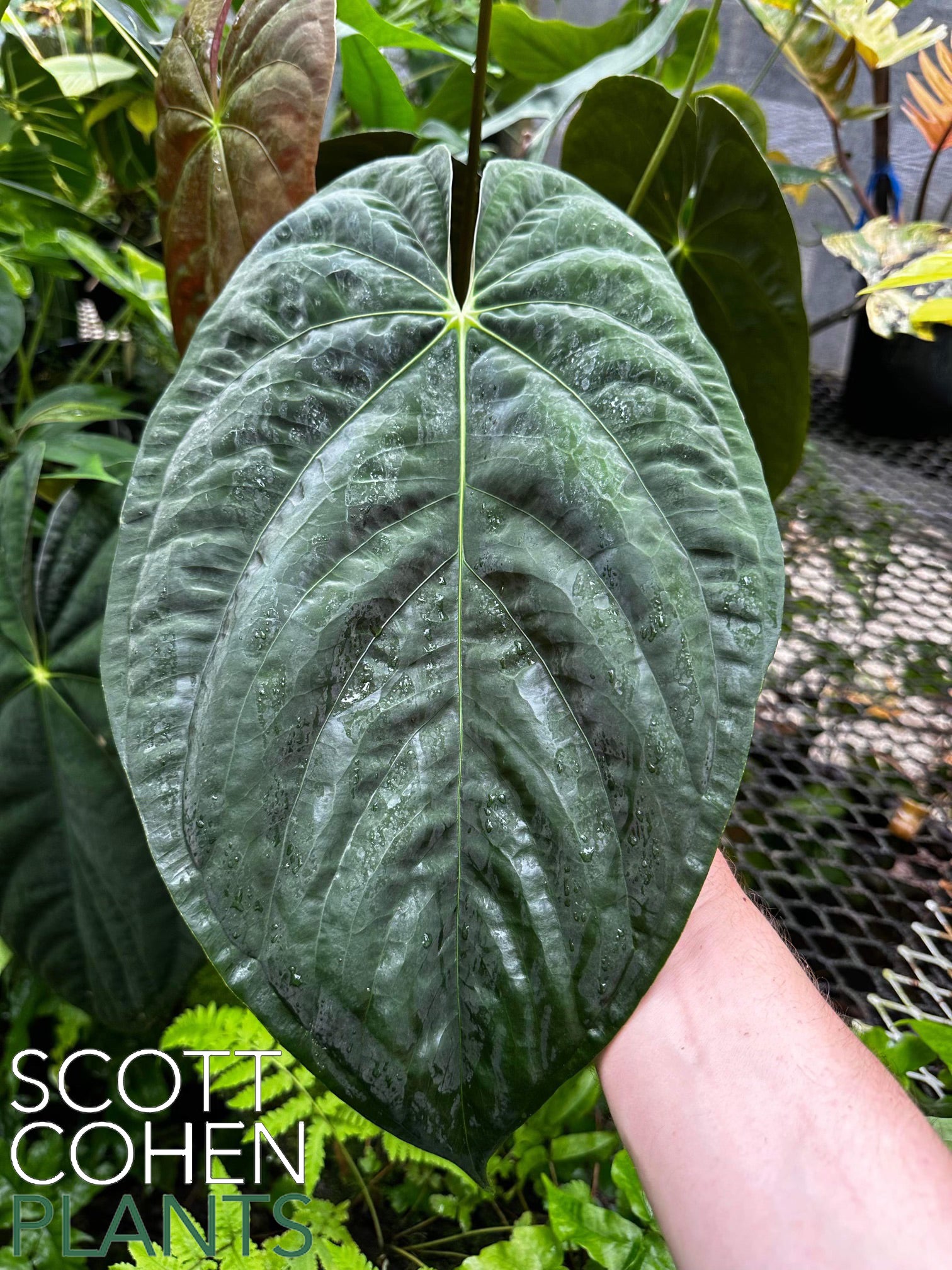 anthurium obpyriforme Anthurium Papillilaminum RA #4 from Seed - Rare Collector Plant
