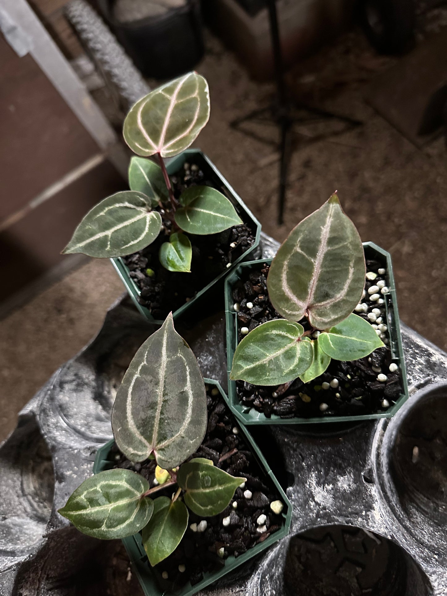 Anthurium Wonderboy B F1