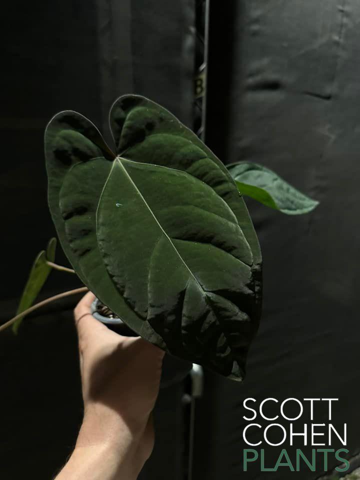 Anthurium Ace of Spades x Dressleri
