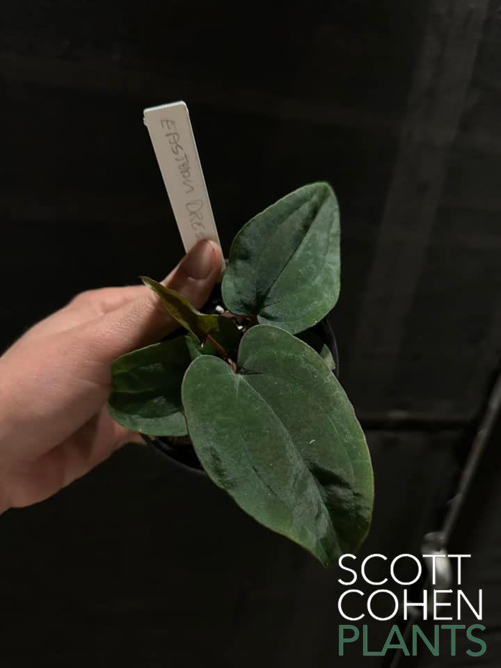 Anthurium Dressleri Eastern Form