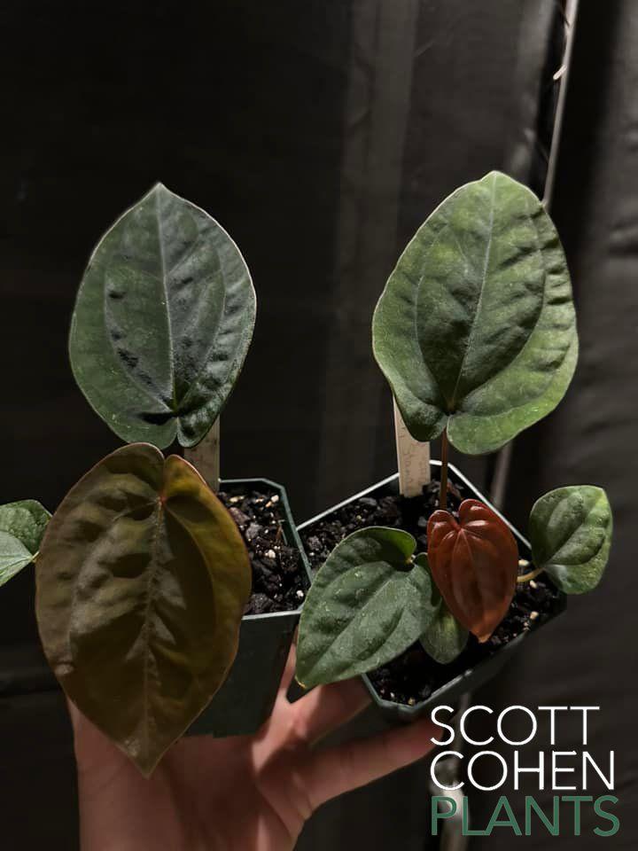 anthurium bvep Anthurium Carlablackiae x Bvep x Dressleri - Rare Triple Hybrid
