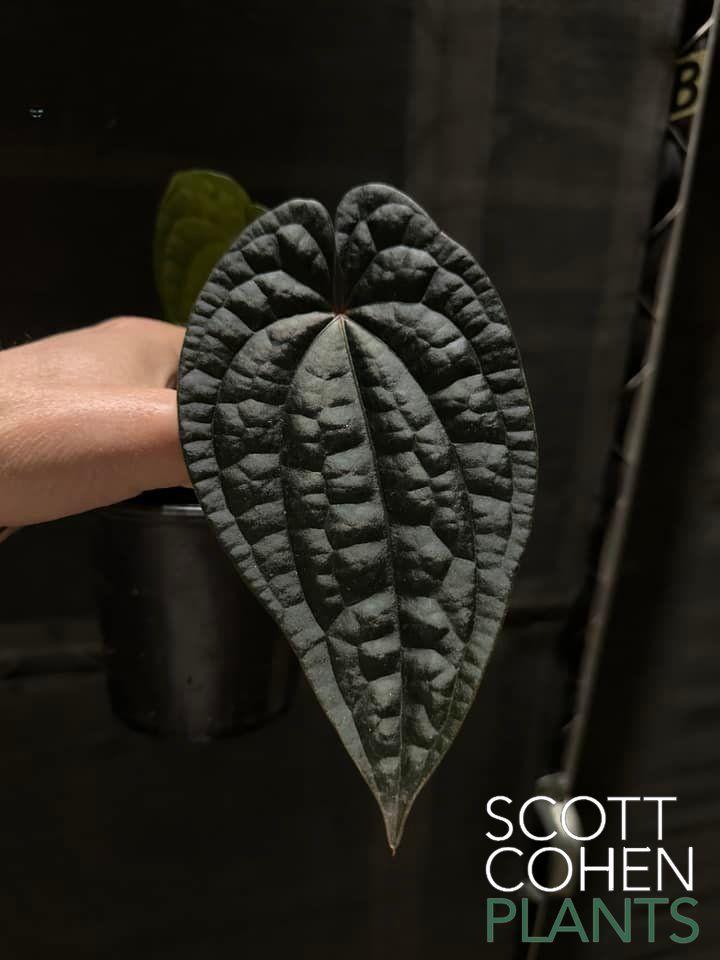 ace of spade anthurium Anthurium Ace of Spades x Luxurians