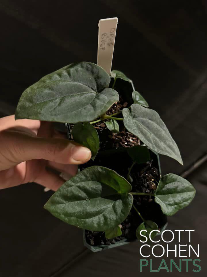 anthurium bvep Anthurium Dressleri x Bvep – Scott Cohen Plants