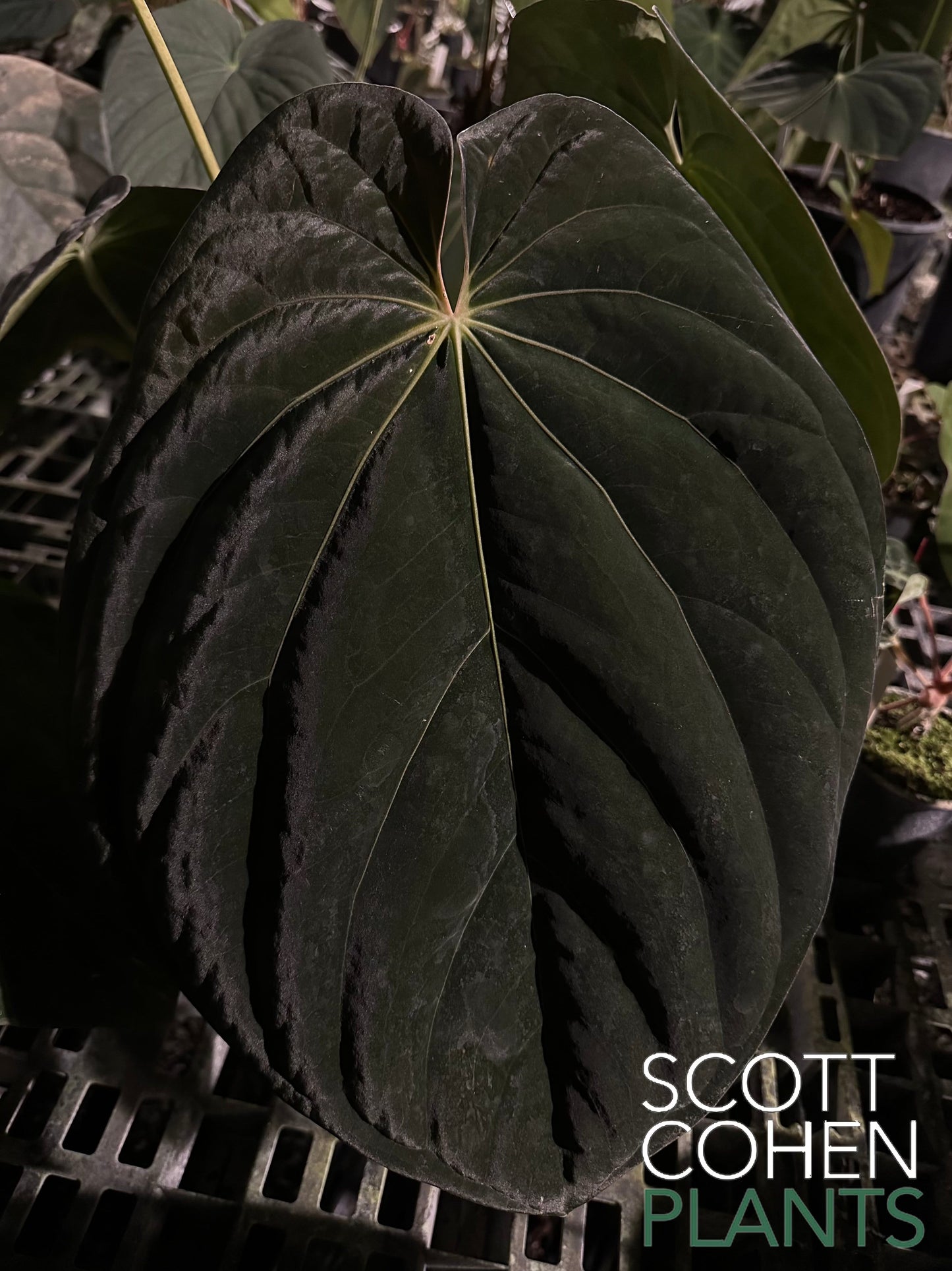 Anthurium Black velvet eastern Panama OG #1 x RA #1