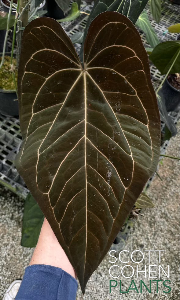 Anthurium Carlablackiae x Ace of Spades - Rare Hybrid | Scott Cohen Plants