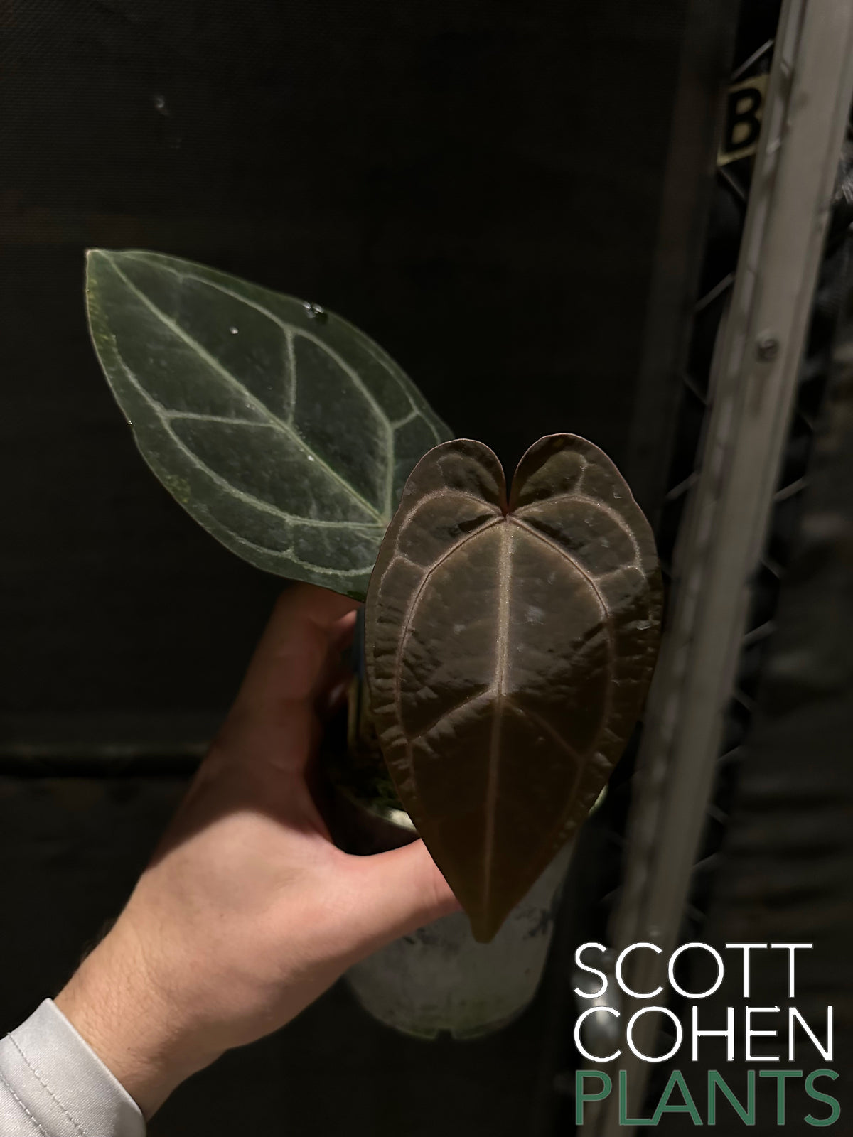 Anthurium Carlablackiae x Ace of Spades - Rare Hybrid | Scott Cohen Plants