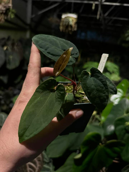 Anthurium Papillilaminum (parents long x long bullet) x Dorito Portillae 150$