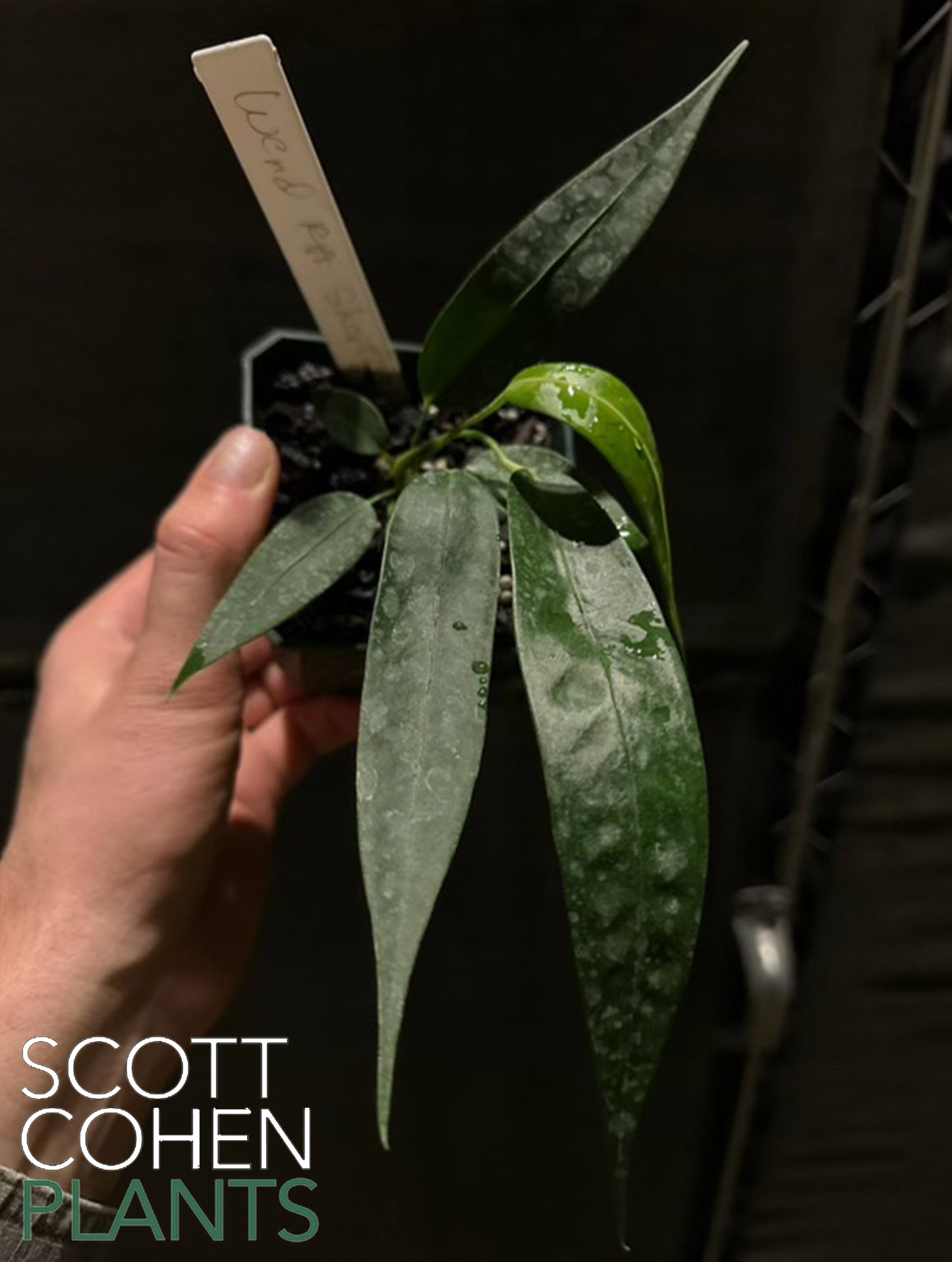 Anthurium Wendlingeri (RG short and wide form)