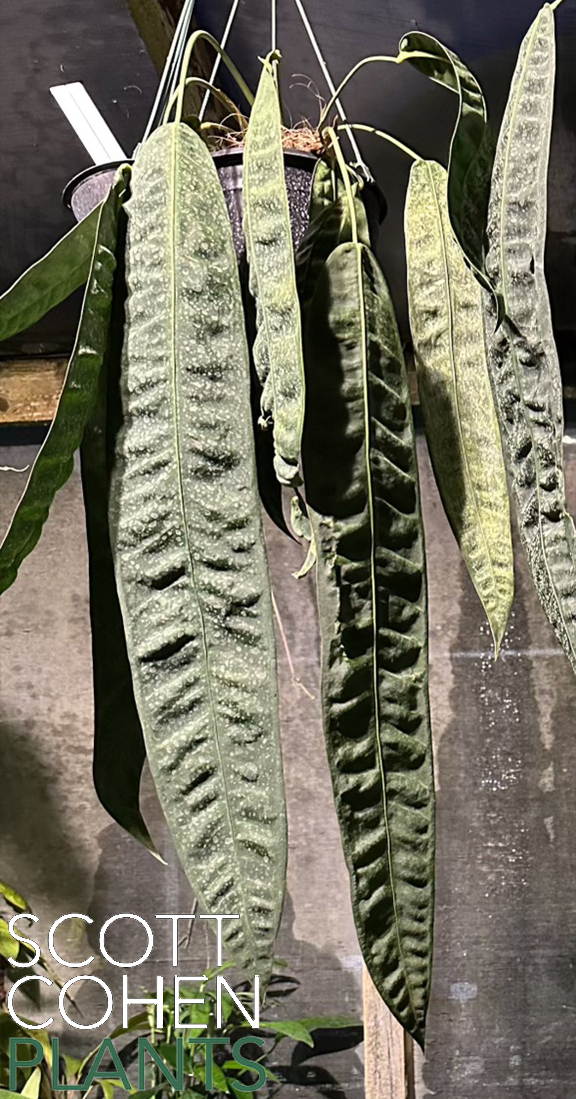 Anthurium Wendlingeri RG Short & Wide Form - Rare Species