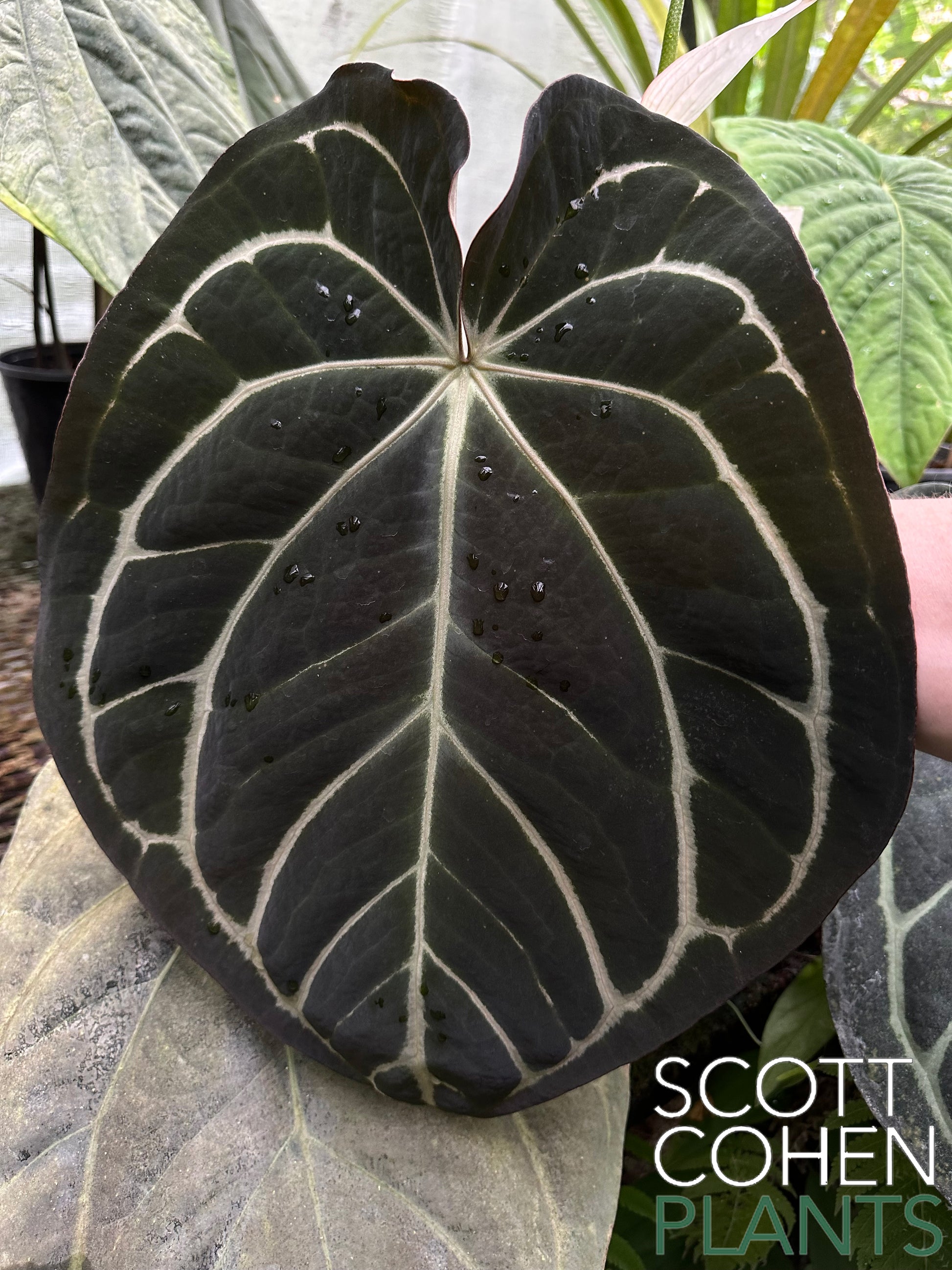 anthurium black jack Anthurium Carlablackiae OG #4 from Seed - Rare Collector Plant