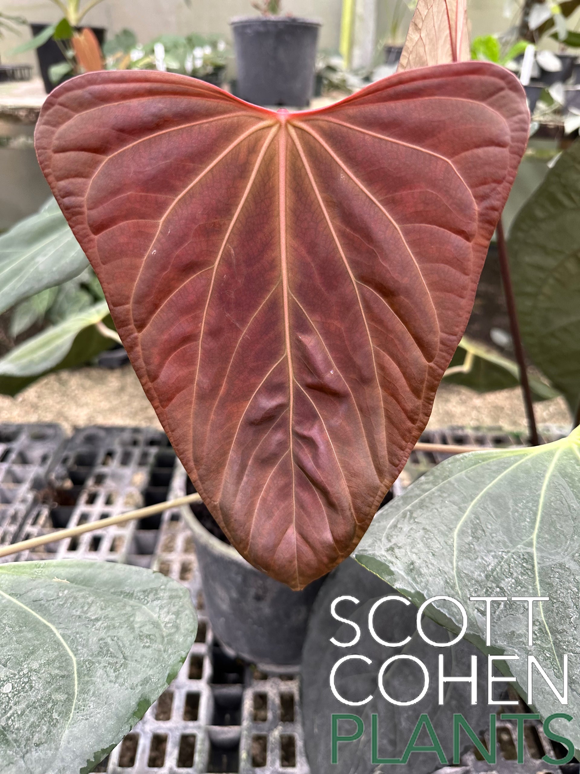 anthurium hooikoorts Anthurium Portillae 'Dorito' from Seed - Rare Collector Plant