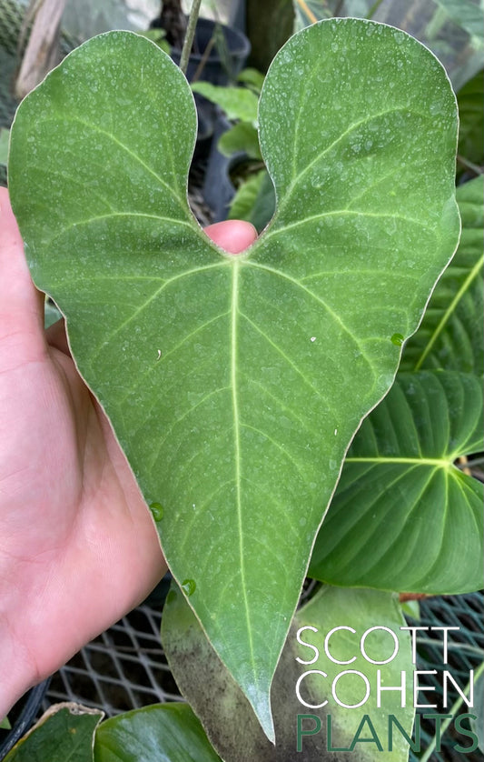 Anthurium Rionegrence