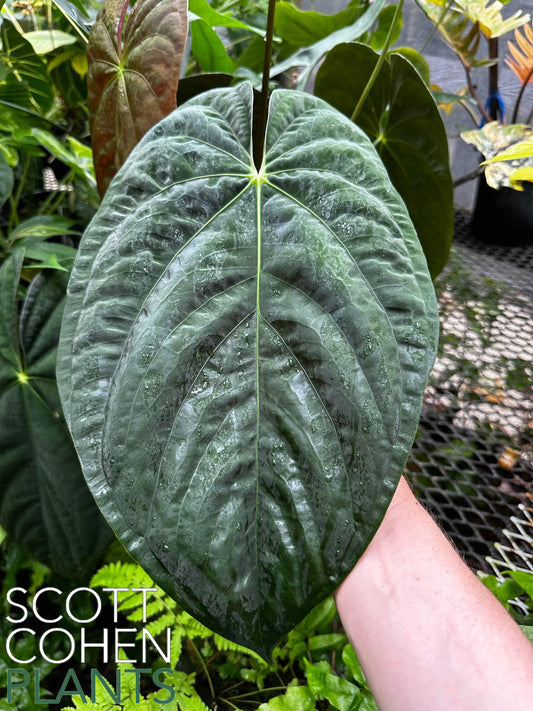 Anthurium papillilaminum RA #4 from seed