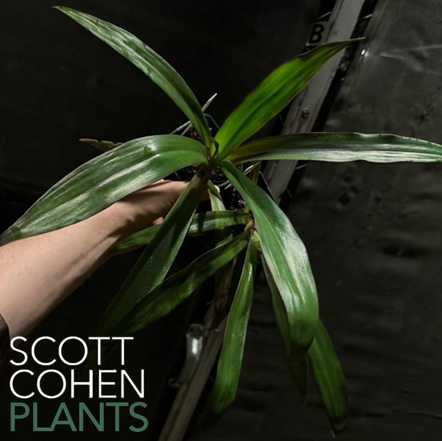 Cochliostema Odoratissimum Purple Form