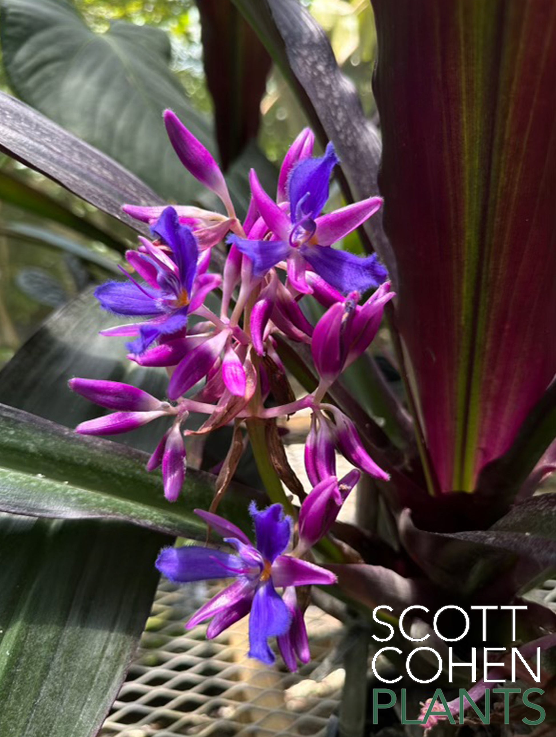 purple tropical house plants Cochliostema Odoratissimum Purple Form - Rare Tropical Plant
