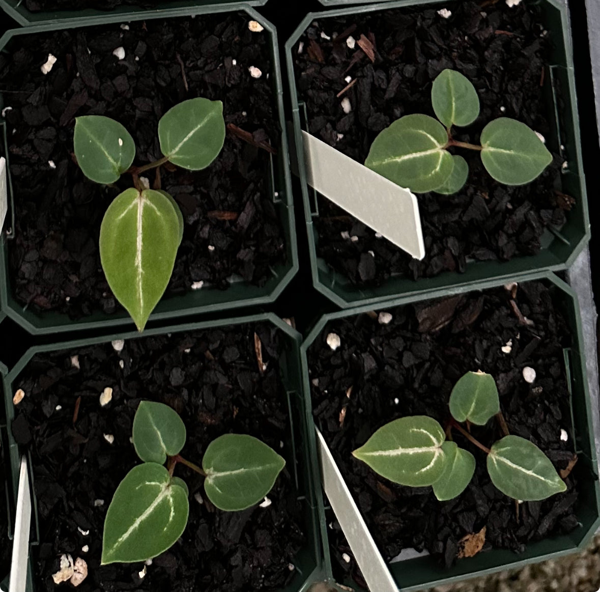 Anthurium Wonderboy A seedlings