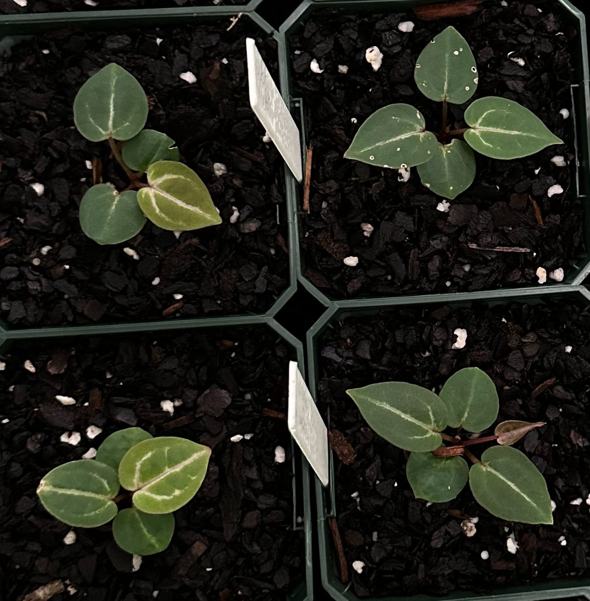 Anthurium Wonderboy A seedlings