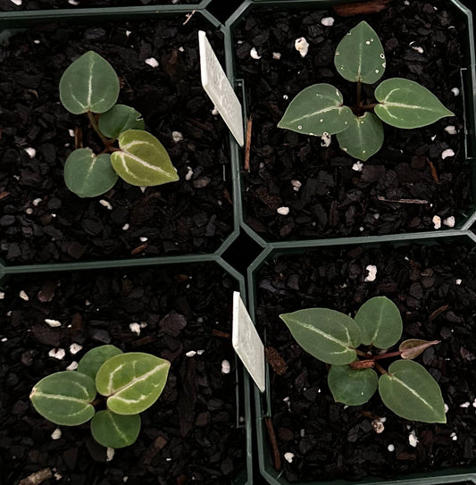 Anthurium Wonderboy A seedlings