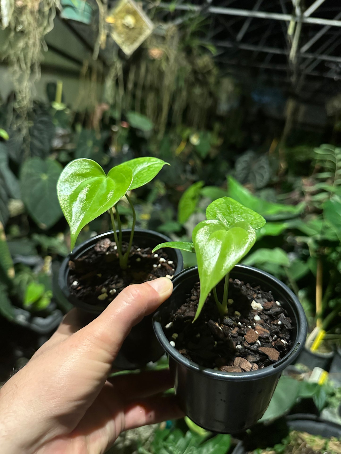 Fredmulleri OG 1 x OG 2