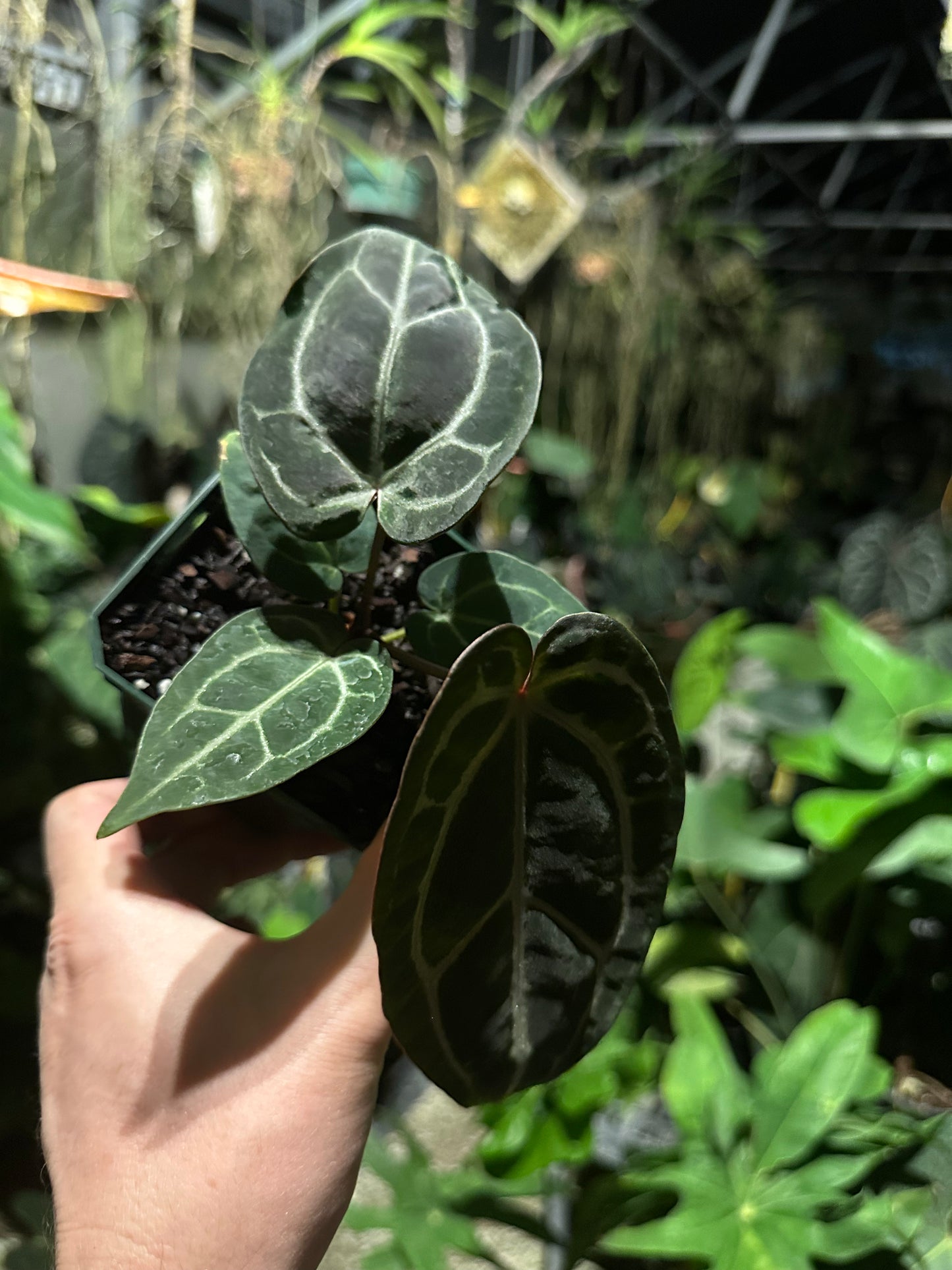 Pink Wonderboy x Wonderboy B