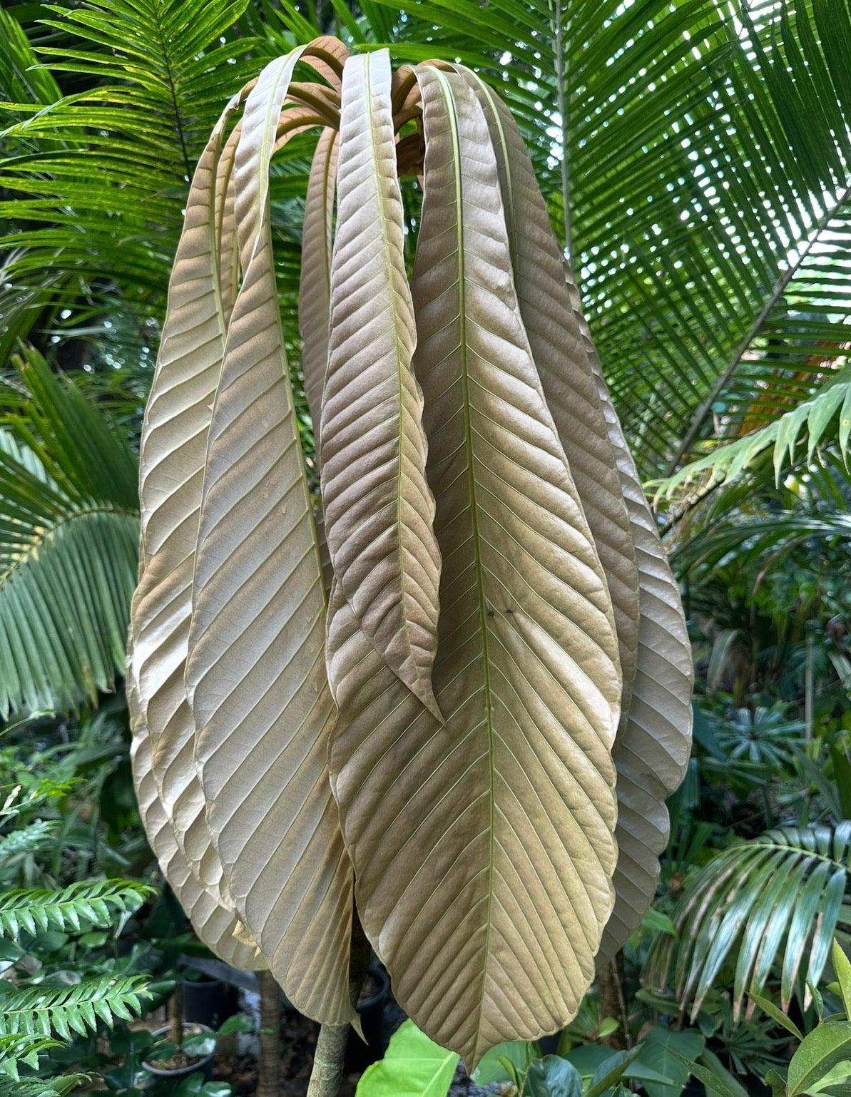 Octamyrtus Glomerata