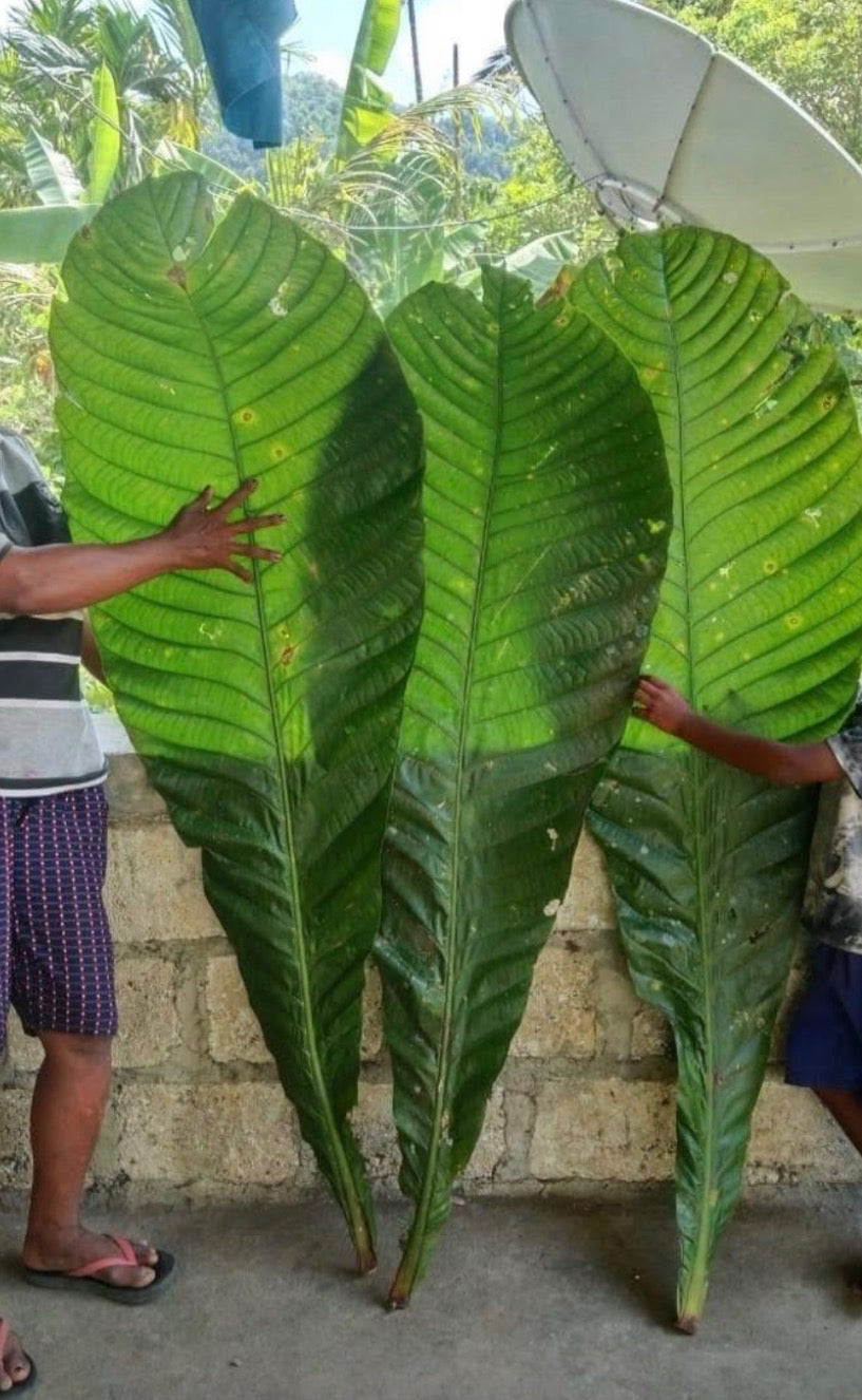 Octamyrtus Glomerata