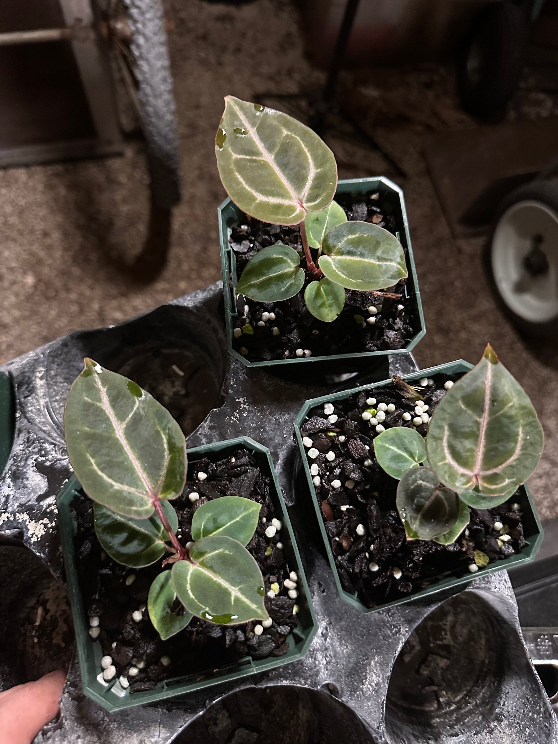 Anthurium Wonderboy A Seedlings - Rare Collector Plant | Scott