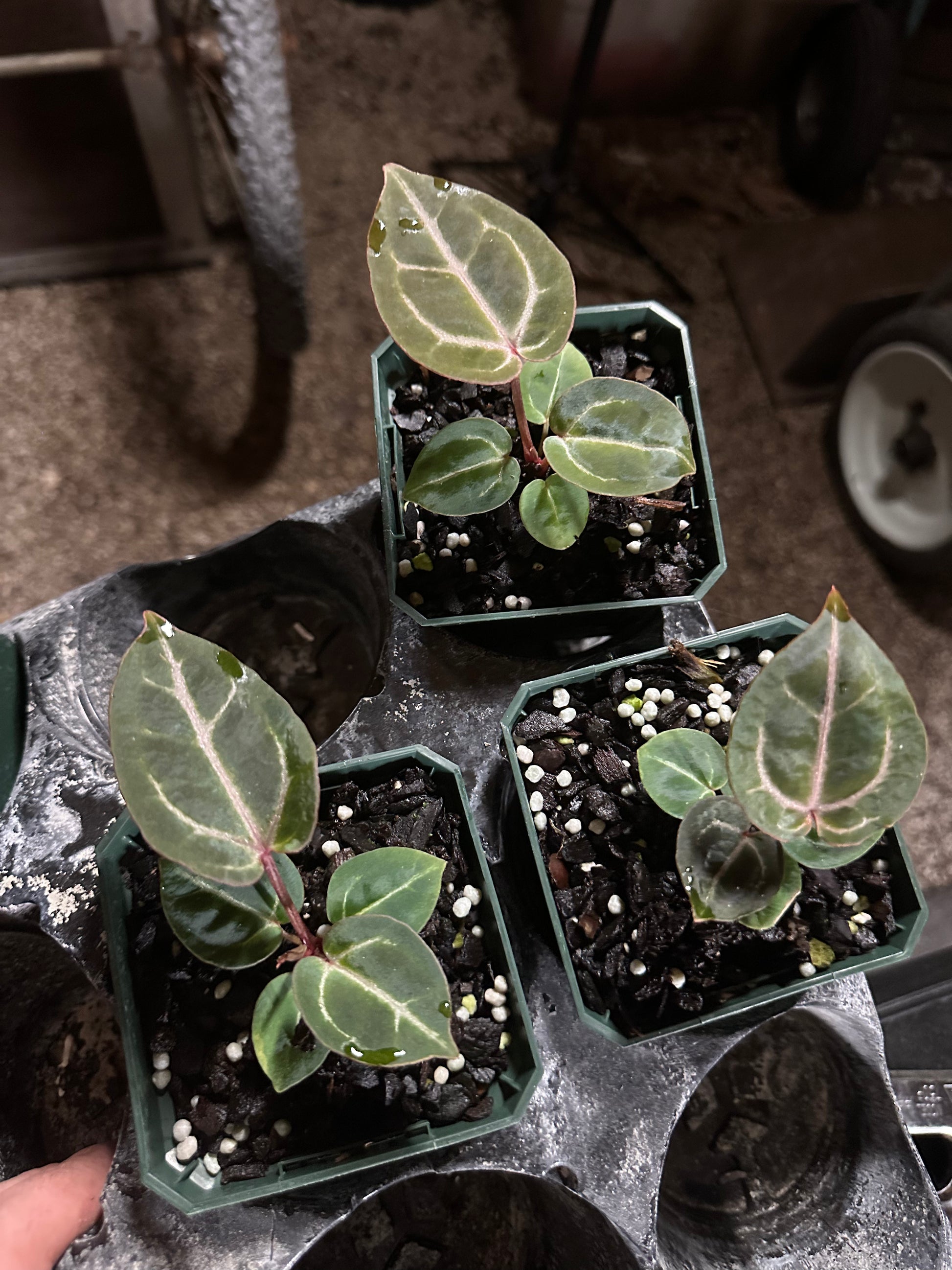 Anthurium Wonderboy A Seedlings - Rare Collector Plant | Scott