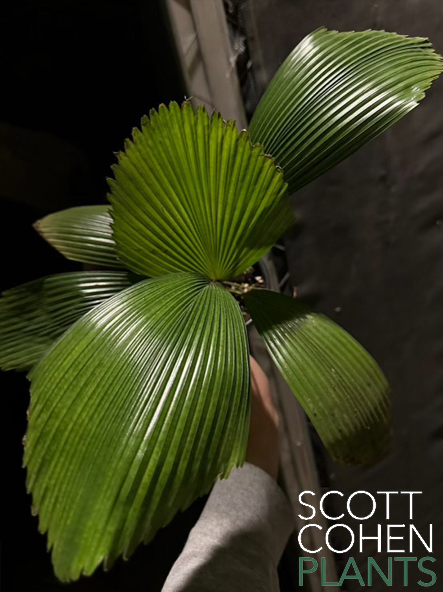 Licuala Cordata