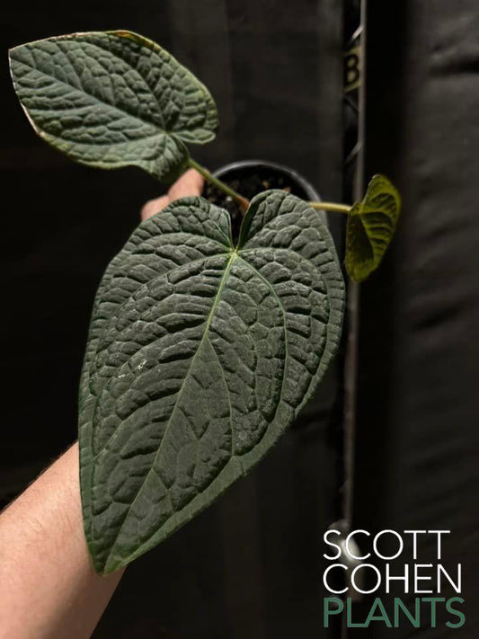 Bullate Anthurium Carlablackiae RA 4 x Splendidum