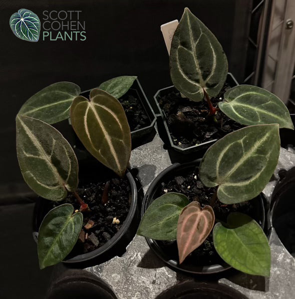 Anthurium Carlablackiae OG #4 from seed