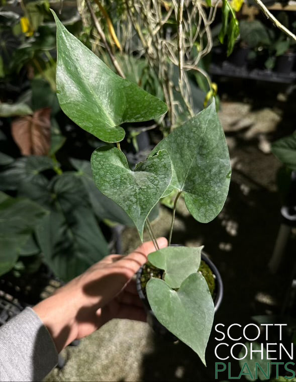 Anthurium Rionegrence