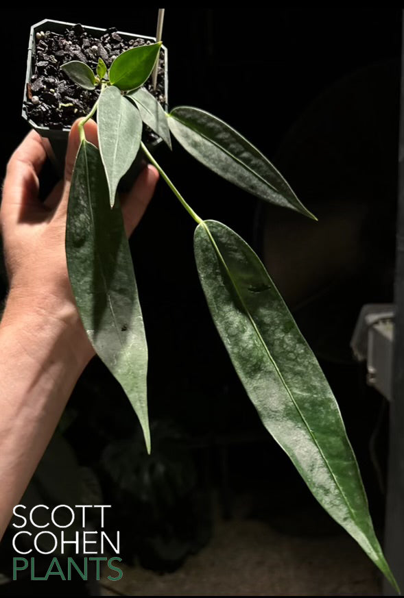 Anthurium Wendlingeri (RG short and wide form)
