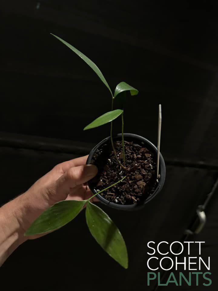 Zamia Meermanii